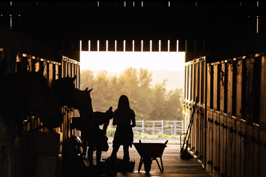 Flax Bedding: An Evidence-Based Solution for Stable Air Quality 1
