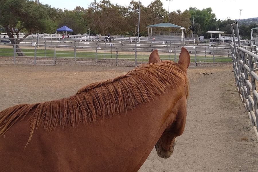 Importance of Turnout for Performance Horses 1