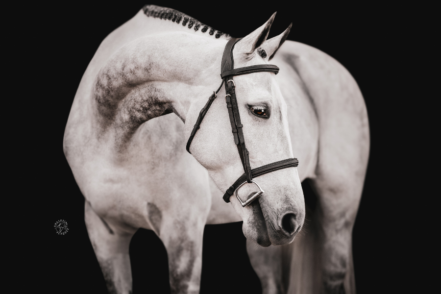 Free Guide: 7 Ways to Get More Clients for Your Horse Business 1