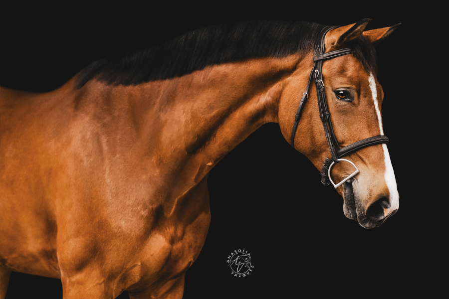 10 Things You Need to Know When Buying a Horse 1