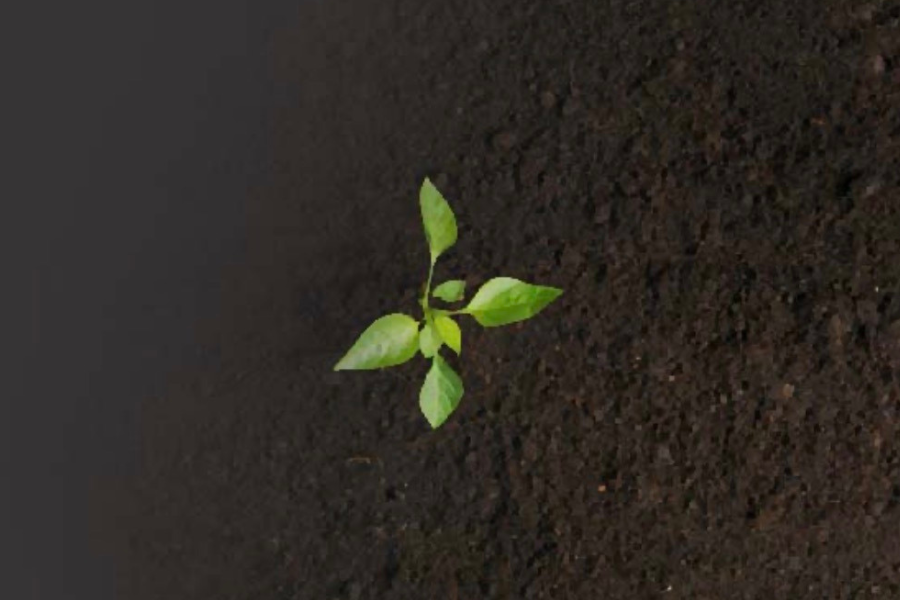 The Science and Sustainability Behind Flax Horse Bedding 1