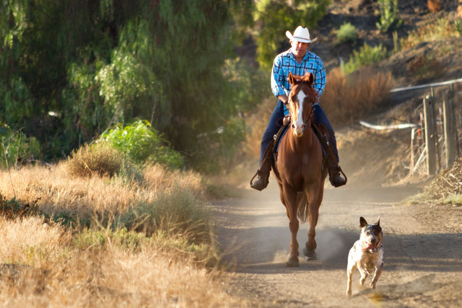 The Ultimate Guide to Equine Insurance: What Every Horse Owner Should Know 1