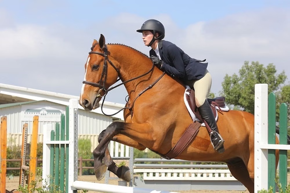 Coats and Colors: What You Can (and Can’t) Wear to Compete in Hunters, Jumpers, & Equitation 1