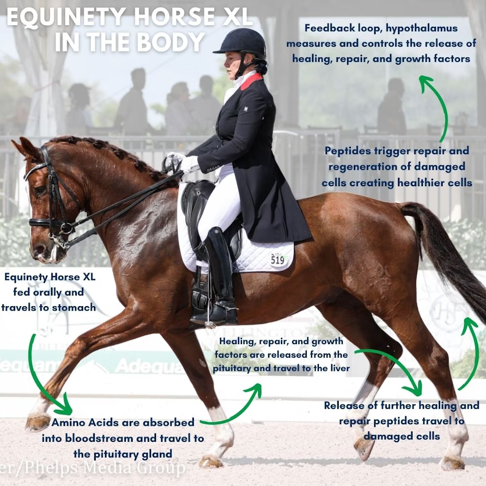 Equinety Horse XL + Equinety OEC Oil: Repair, Nourish, Excel 1