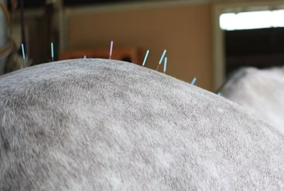 Equine Acupuncture - FAQs 1