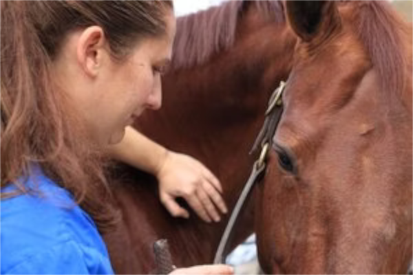 Equine Chiropractic - FAQs 1