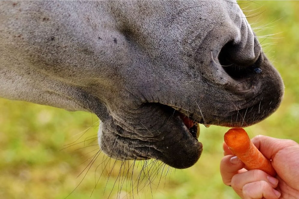 Foods in Your Kitchen That Your Horse Can Eat, Too 1