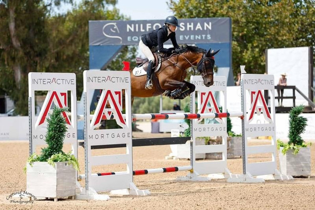 Honest 1.30/1.40m Gelding 1