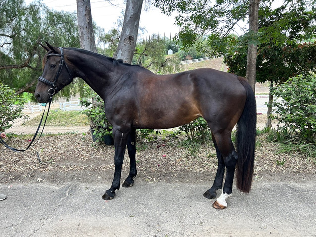 Valentina - Lovely 3rd Level Mare Available for Lease or Sale 1