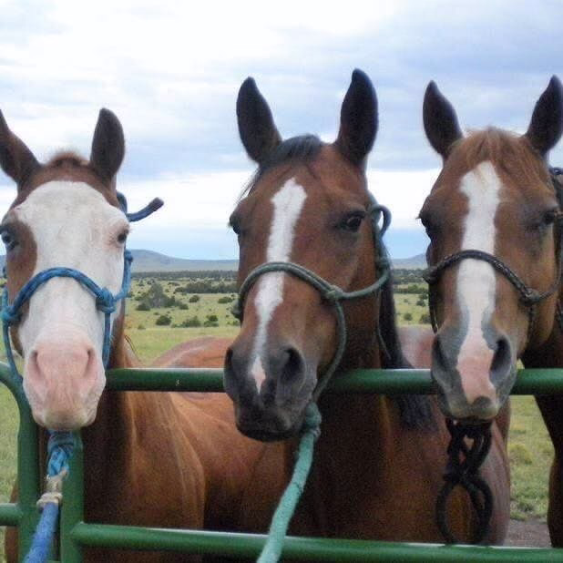 Running Free Equine Sanctuary 4