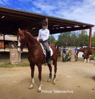 Prince Telemachus - OTTB Available for Adoption 1