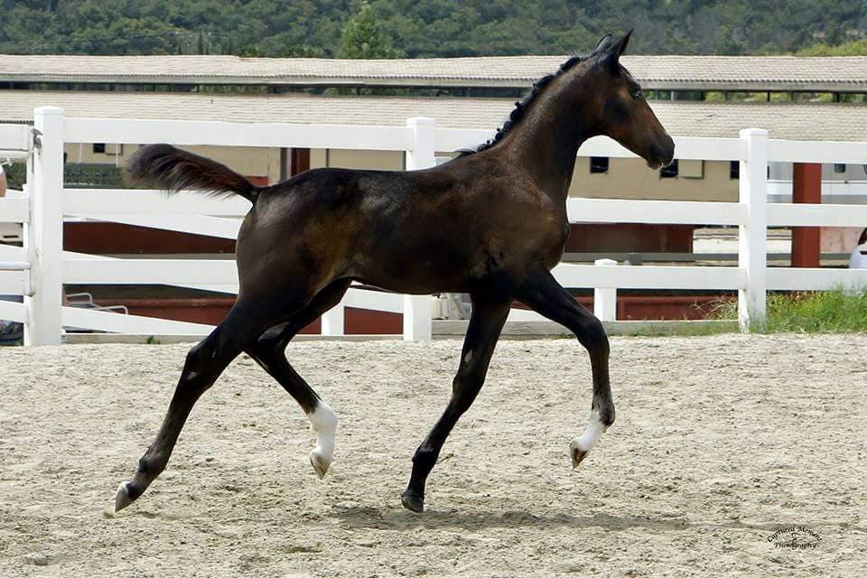 Rothman Sporthorses 3