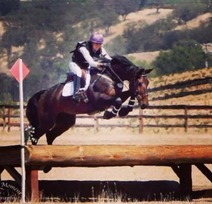 Monterrey La Silla- Athletic, Rideable Eventing or Show Jumping Mount 1