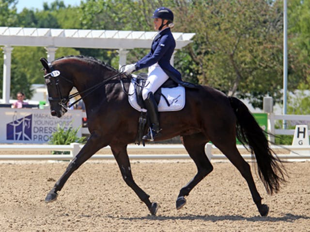 Heidi Dressage LLC 4