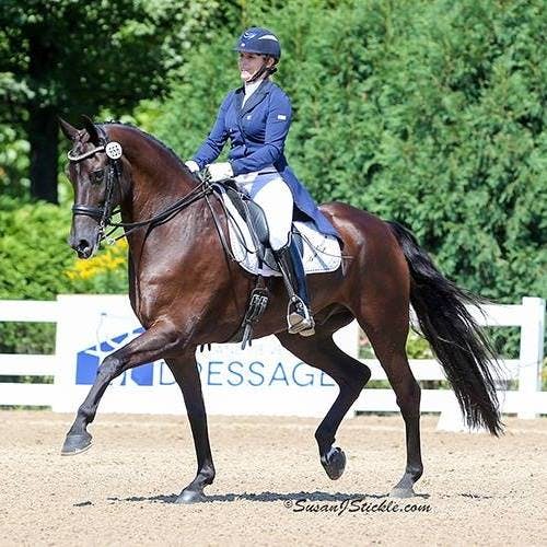 Heidi Dressage LLC 9
