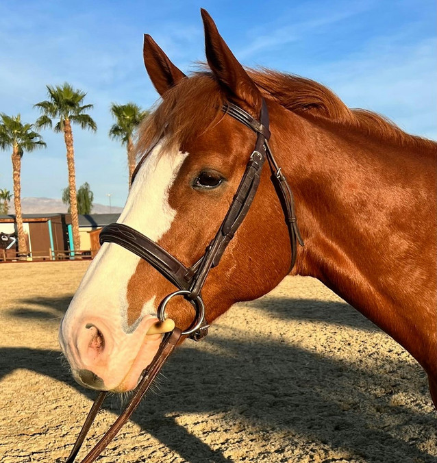 Terracotta - Future hunter superstar!! 2