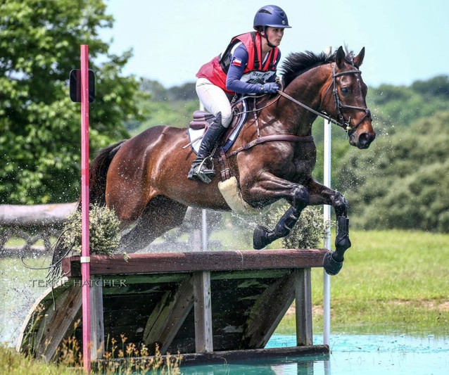 "Dak" 2013 OTTB Ready for Modified Eventing 1