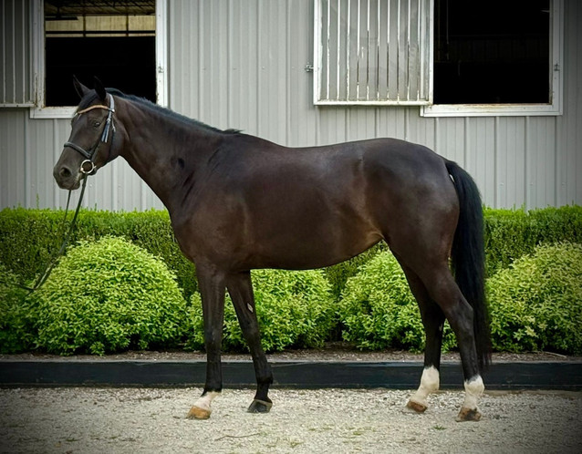 Viviana VA - Lovely Young Mare 1