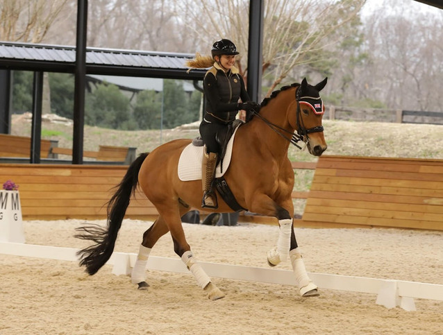 DJ - Exceptional Dressage Prospect 1
