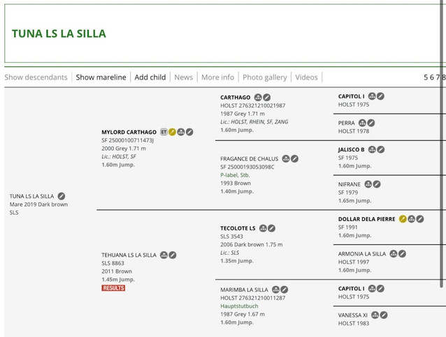 Tuna LS - Lovely Young Hunter Mare 2