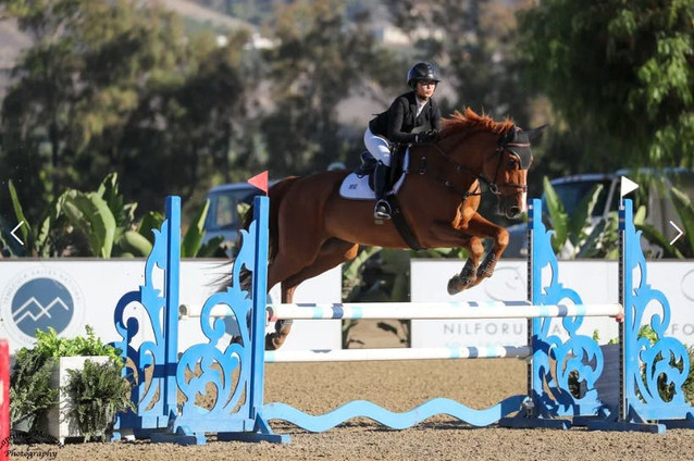 D'Artagnan - Schoolmaster Jumper 1