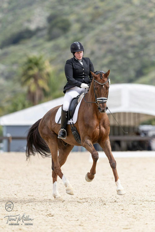 KGB - Stunning GP Gelding 1