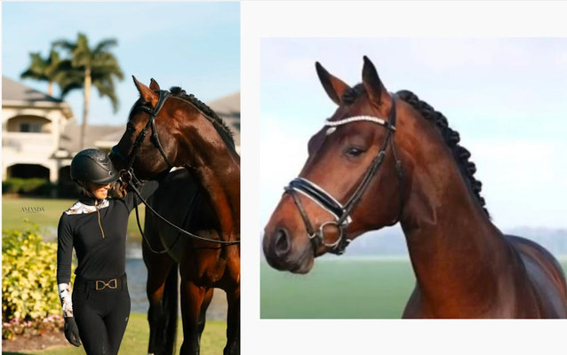 Elantic: Approved DSP, Westfalian, Hannovarian Mecklenborg, Rheinlander, Oldenburg 1