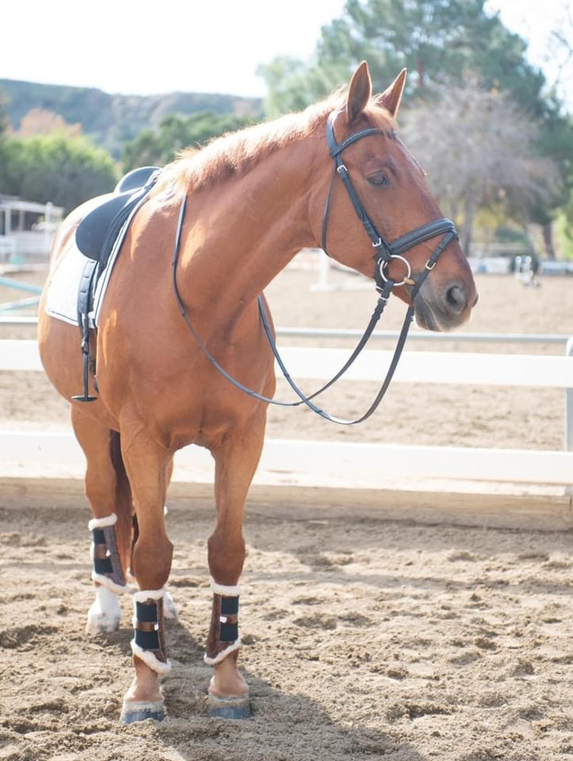 Picasso - Sweet and Safe Lower Level Schoolmaster 1