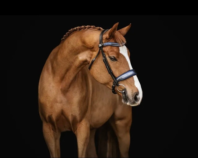 You Had Me At Bacon WSH - Lovely Young Gelding 1