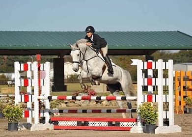 Carissima Z - Experienced 3' Hunter and 1.10m Jumper 1
