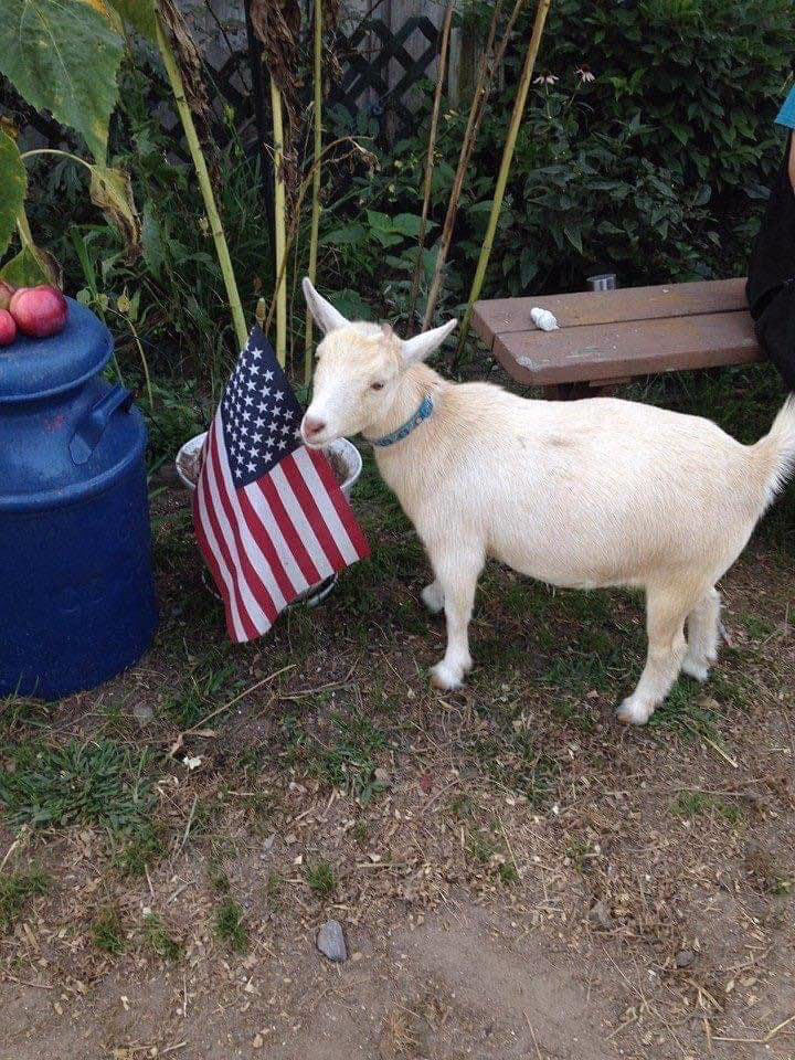 Another Farm Friends, Inc. 4