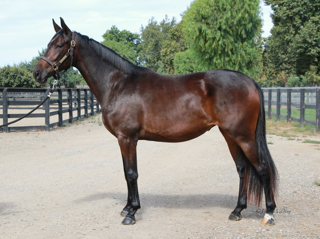 Rosaluna - Sweet 2021 Dutch filly bred to excel at FEI dressage 1