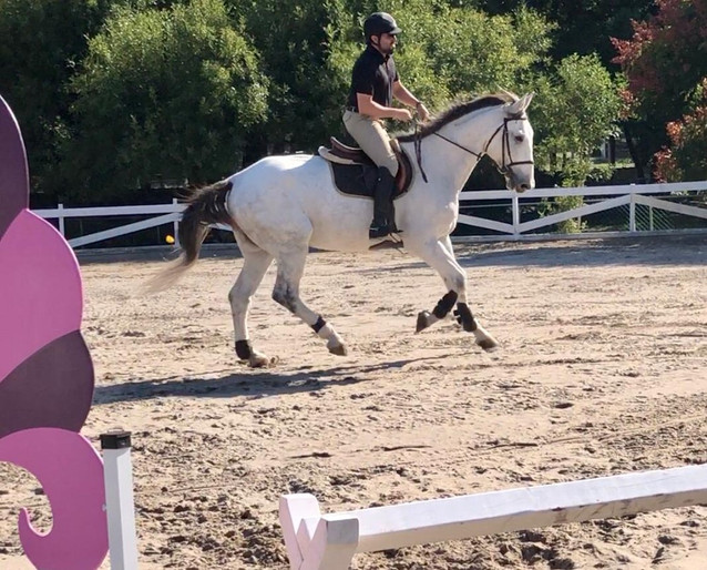 Mitotero LS - Lovely Amateur Gelding 2