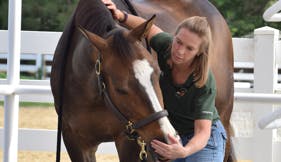 Equine Massage by Sue 2