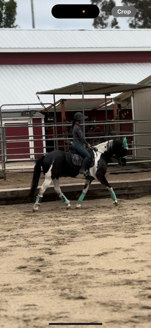 Sporty Dressage Horse 1