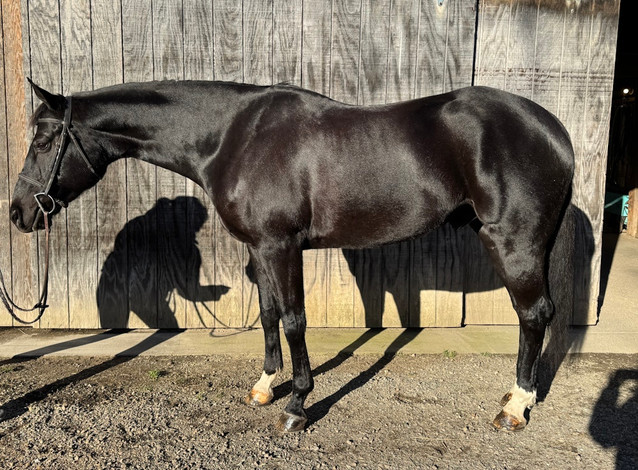 Midnight - 10yo Hunter/Jumper 1