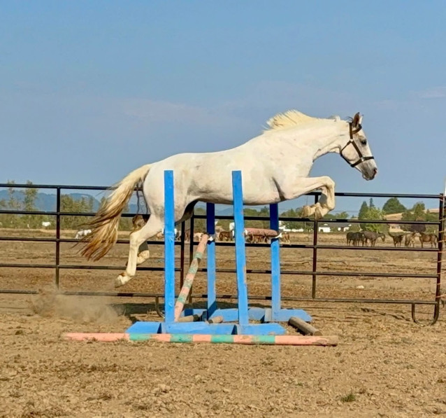 Z - Lovely Young Mare 1