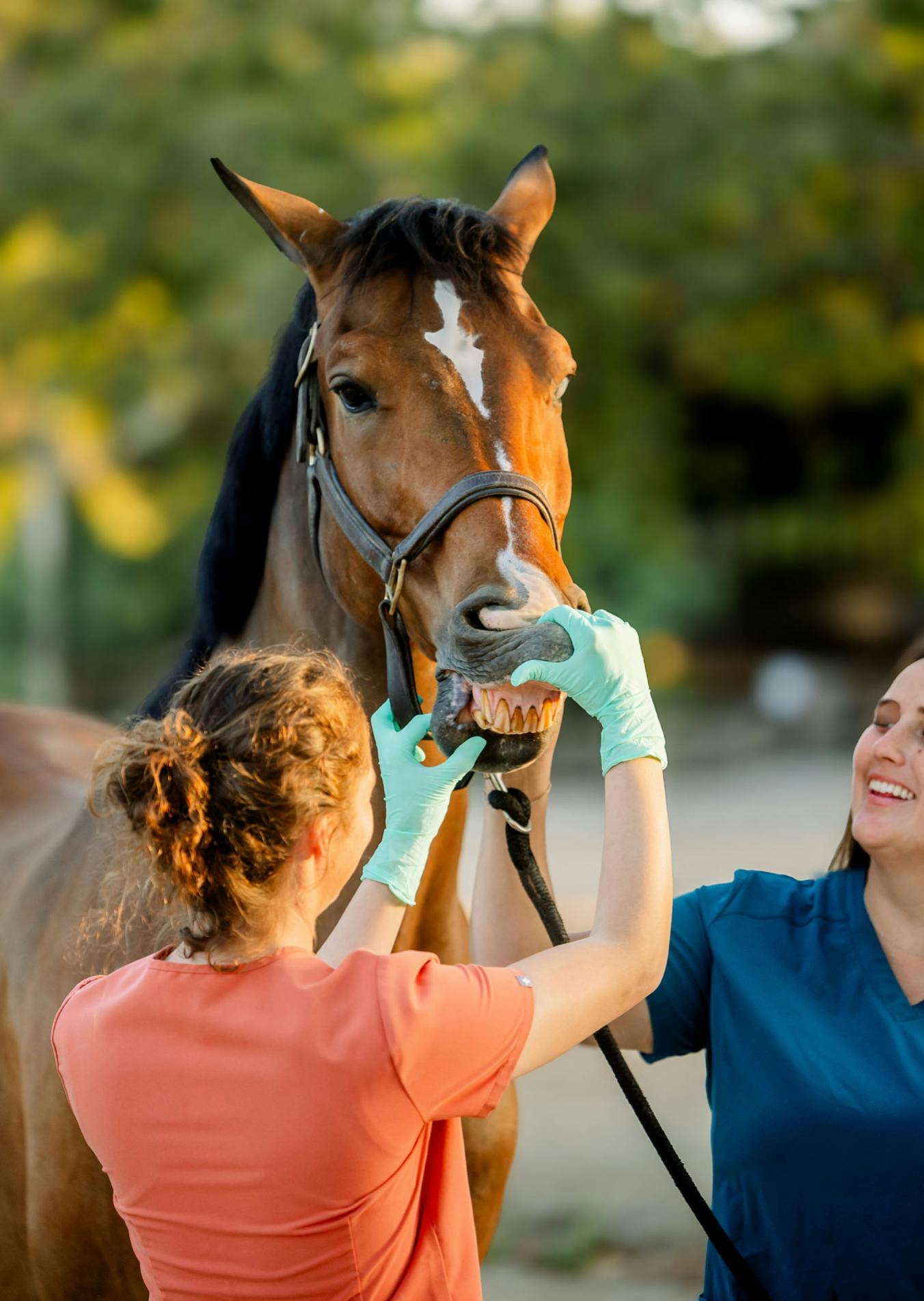 Orange County Equine Veterinary Services 9