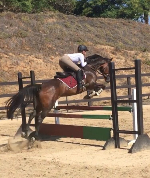 Tessamae- Scopey Large Pony Event Mare 2