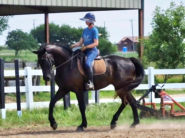 "Buddy" 2020 17.1 Black Warmblood Gelding 1
