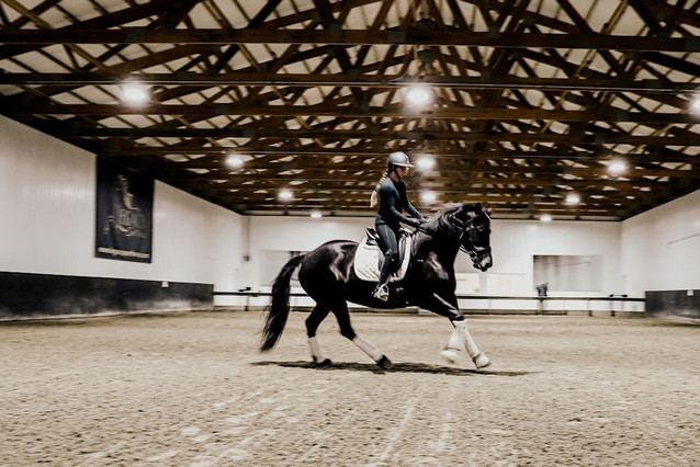 Ariah - Stunning Friesian Sport Horse Mare 1