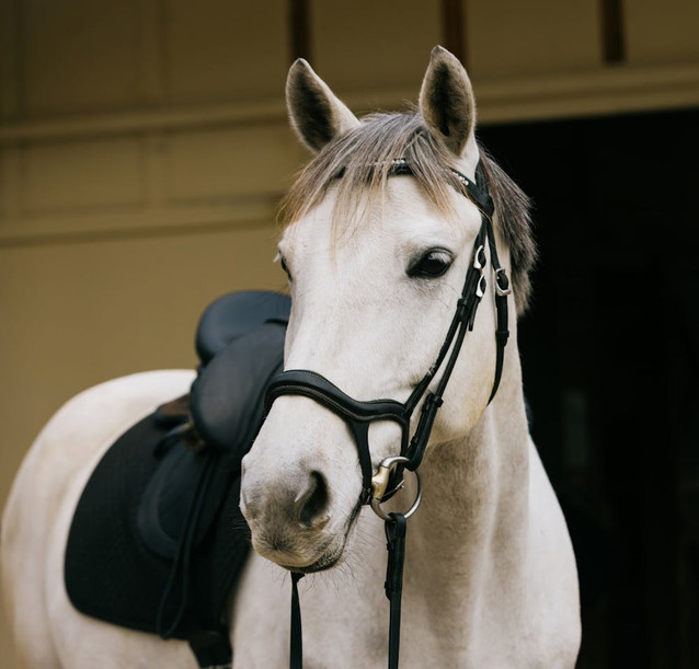 1.10m Jumper or Eq Horse- Low Miles and Equine Model! 1