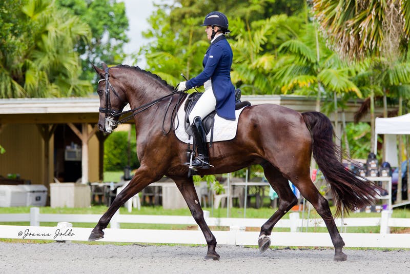 Heidi Dressage LLC 5