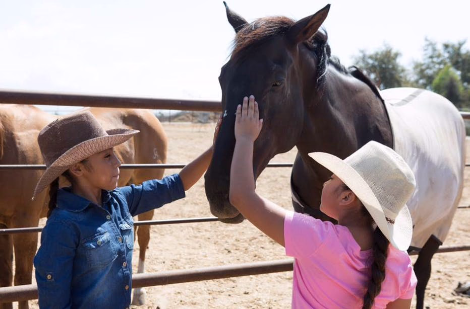 Free Rein Foundation 3