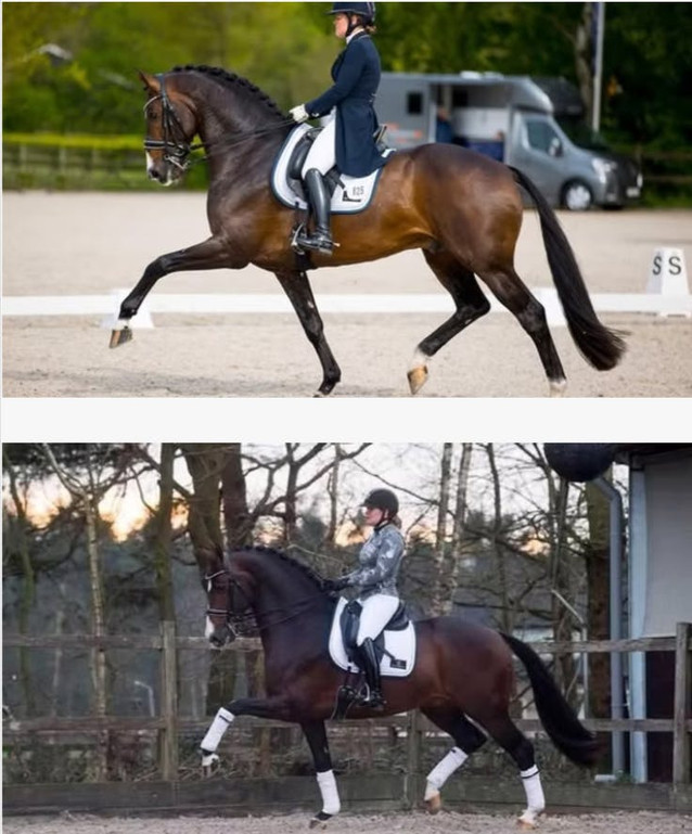 Hitmaker: 13yr KWPN Approved Stallion 1