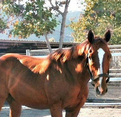 Believe In Hope - OTTB Available for Adoption 1