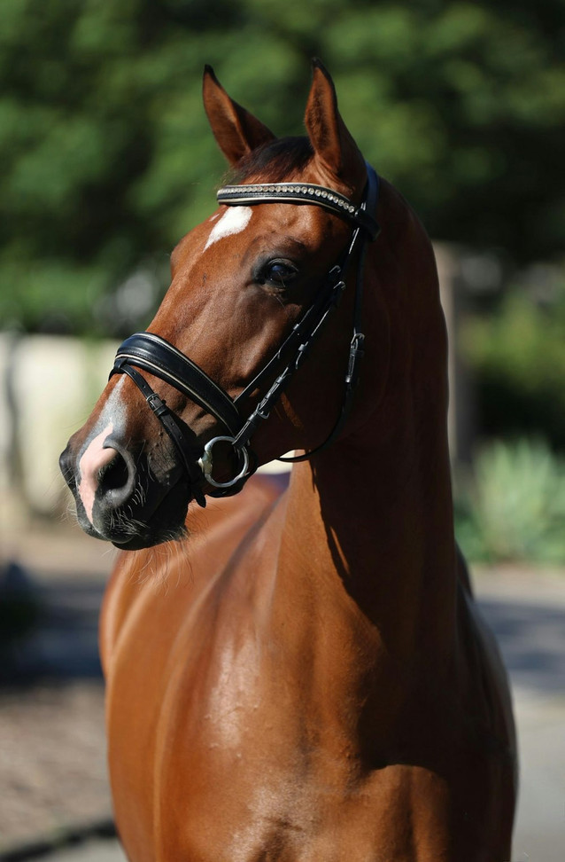 Higgins - FEI Prospect 1