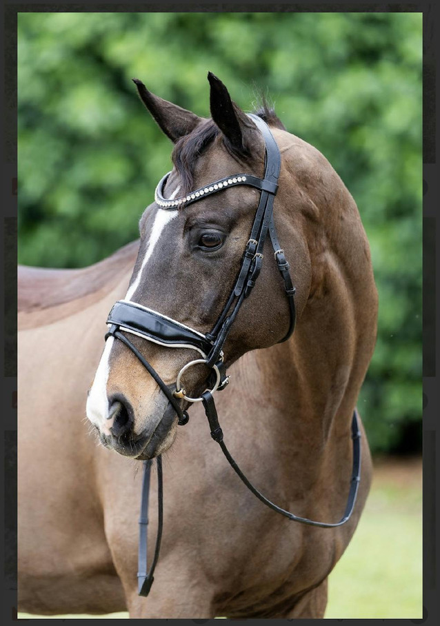 Zwingfly - PSG Gelding 1