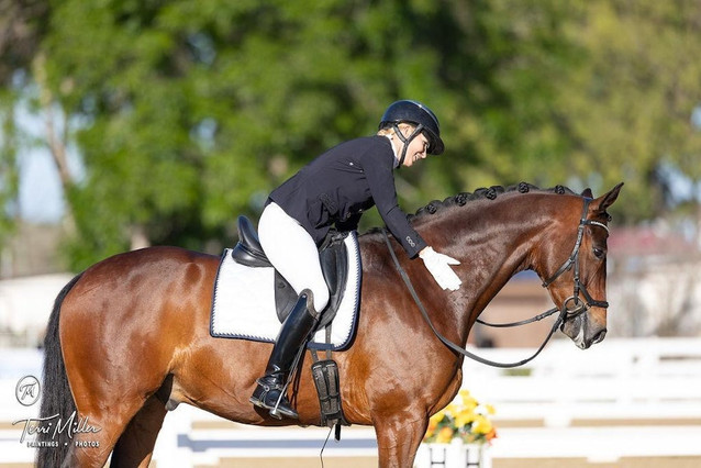 Spencer - Kind and Sensible Gelding 1