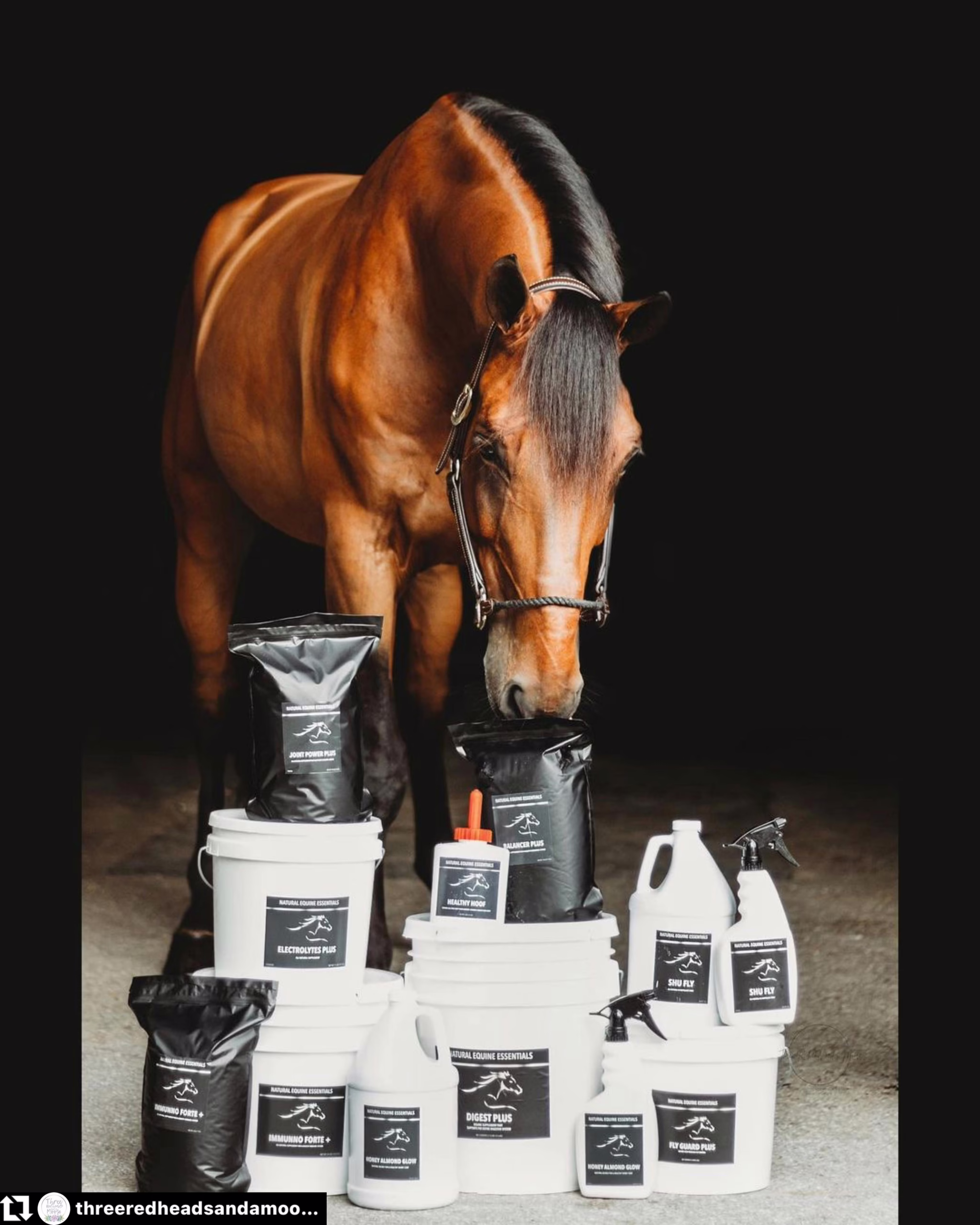 Natural Equine Essentials 6
